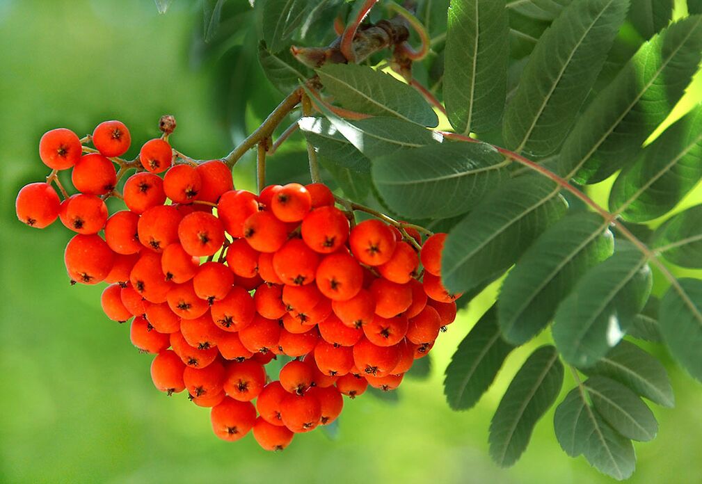 Rowan yaprakları, mantardan etkilenen tırnaklarda kompres olarak kullanılır. 